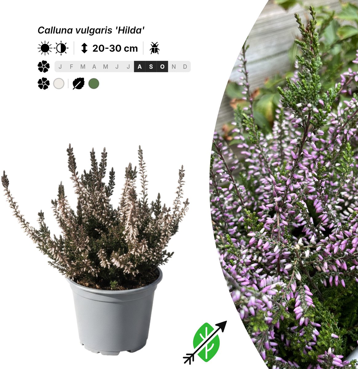 Singleplants - 20x Calluna vulgaris 'Hilda' - Pot P10,5 - bodembedekker - in bloeiperiode