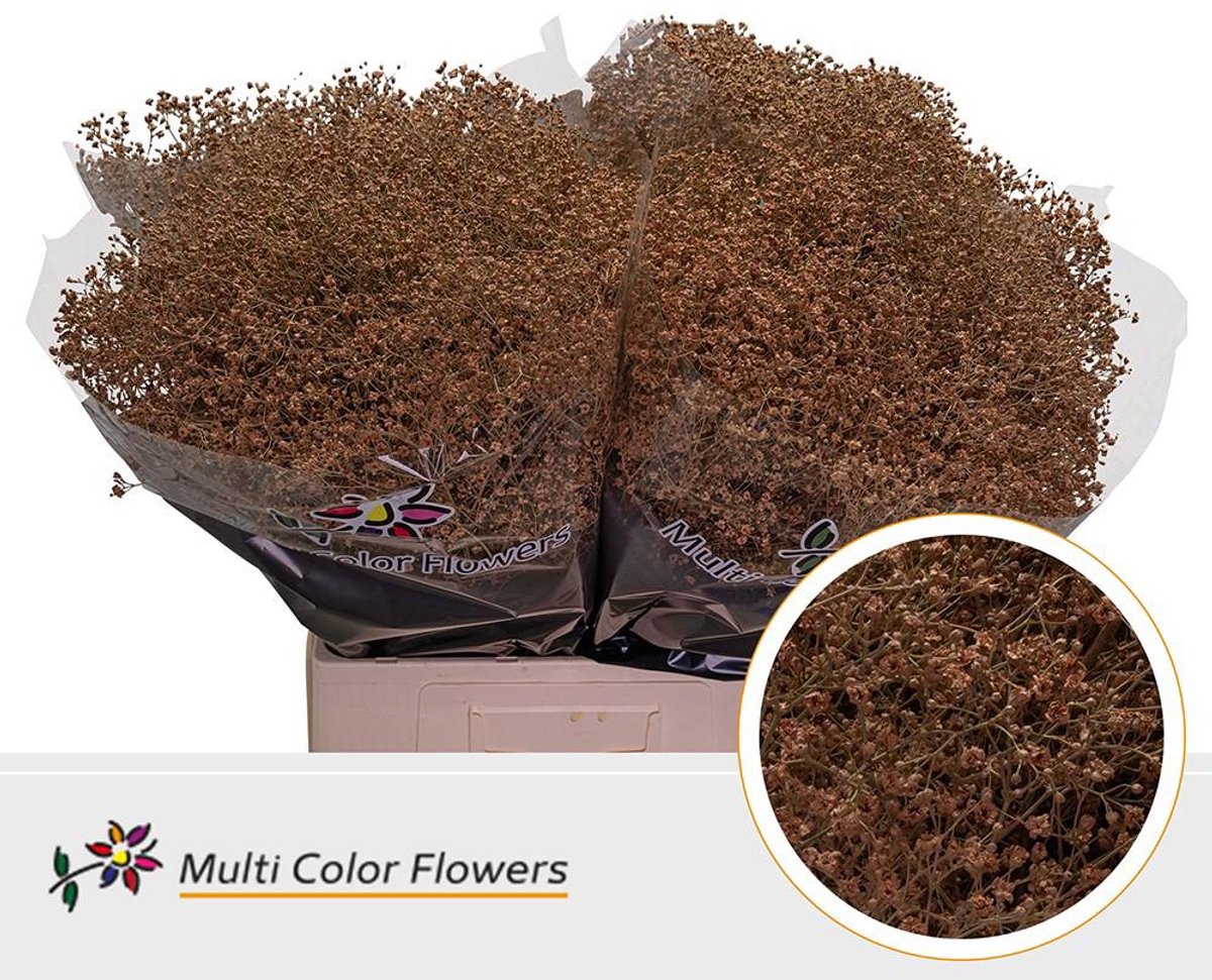 25x Gipskruid m.stars caramel 70cm