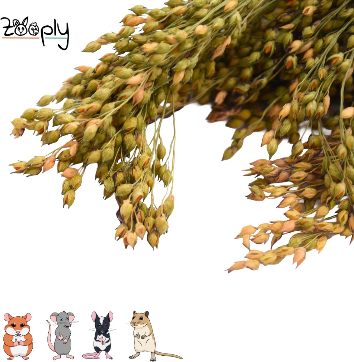 Zooply Gierstgras - 100 gram - in koker