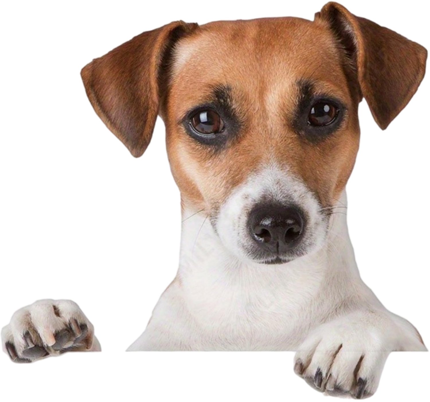 Waterdichte Puppy Autostickers 5,5 Inch Set van 2