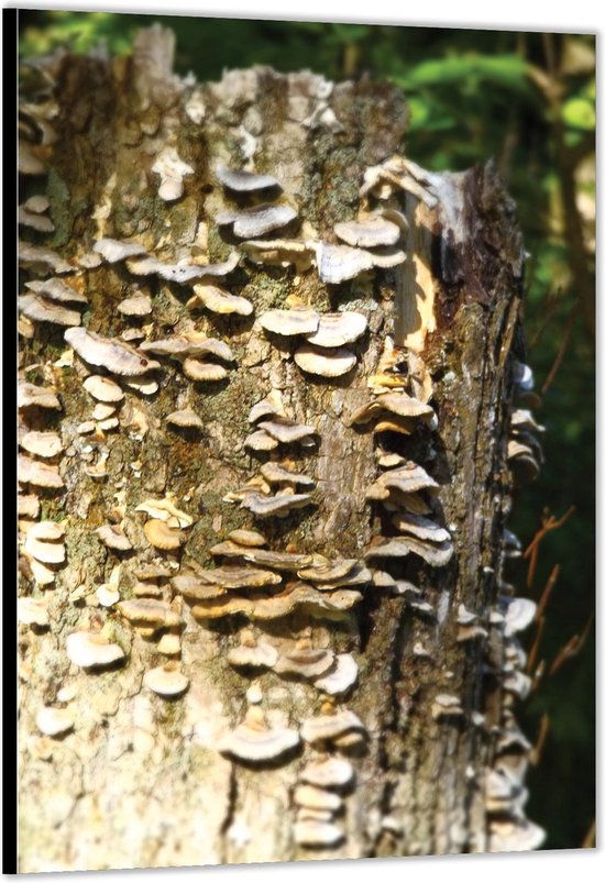 Dibond -Kleine Paddenstoelen aan Boomstam- Foto op Aluminium (Met Ophangsysteem)