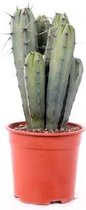 Cactus van Botanicly – Myrtillocactus geometrizans 17 cm – Hoogte: 35 cm – Myrtillocactus geometrizans