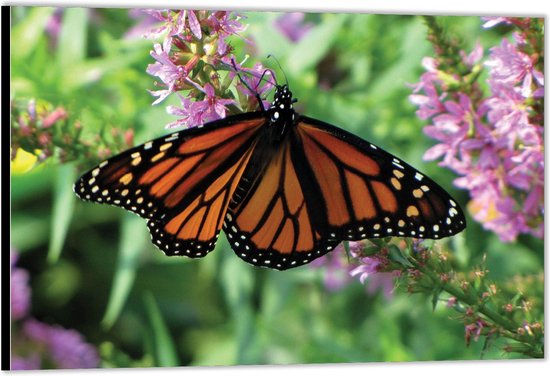 Dibond – Oranje Vlinder op Roze Bloem– 120x80 Foto op Aluminium (Met Ophangsysteem)