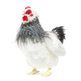 Jouet en peluche poulet français, 30 cm, Hansa