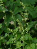 6x Mijterloof (Tellima grandiflora) - P9 pot (9x9)