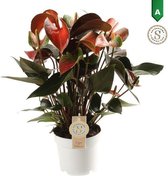 FloriaFor - Anthurium Rainbow - - ↨ 50cm - ⌀ 14cm