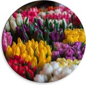 Dibond Wandcirkel - Verschillende Kleuren Tulpen - 50x50cm Foto op Aluminium Wandcirkel (met ophangsysteem)