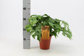 Kamerplant van Botanicly – Gatenplant – Hoogte: 41 cm – Monstera minima