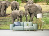 Professioneel Fotobehang Afrikaanse olifanten - groen - Sticky Decoration - fotobehang - decoratie - woonaccessoires - inclusief gratis hobbymesje - 562 cm breed x 380 cm hoog - in 7 verschil