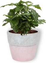 Kamerplant Coffea Arabica – Koffieplant - ± 25cm hoog – 12 cm diameter - in betonnen roze pot