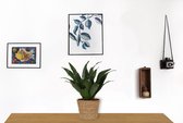 Kamerplant Dracaena Compacta - ± 20cm hoog – 12cm diameter - in bruine mand