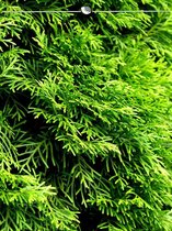 Westerse Levensboom Thuja Smaragd 120-140 cm, 5x Haagplant
