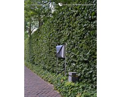Groene Beuk Fagus sylvatica 175-200 cm in Pot, 10x Haagplant