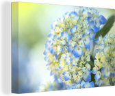 Gros plan d'un hortensia bleu clair et jaune 60x40 cm - Tirage photo sur toile (Décoration murale salon / chambre) / Peintures Fleurs sur toile