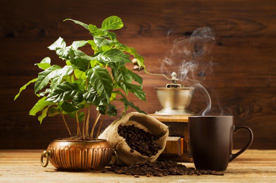 Koffieplant in een koperen pot, naast een zak met koffiebonen, een molen en een mok dampende koffie.
