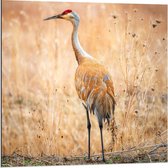 Dibond - Reiger bij Hoge Grassen - 80x80cm Foto op Aluminium (Wanddecoratie van metaal)