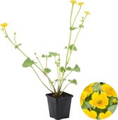 Caltha Palustris | Dotterbloem - Vijverplant kwekerspot ⌀9 cm - ↕15 cm