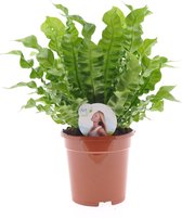 Varen van Botanicly – Nestvaren – Hoogte: 35 cm – Asplenium Crispy Wave