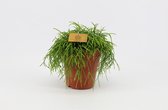 Cactus van Botanicly – Rotskoraal – Hoogte: 26 cm – Rhipsalis cashero