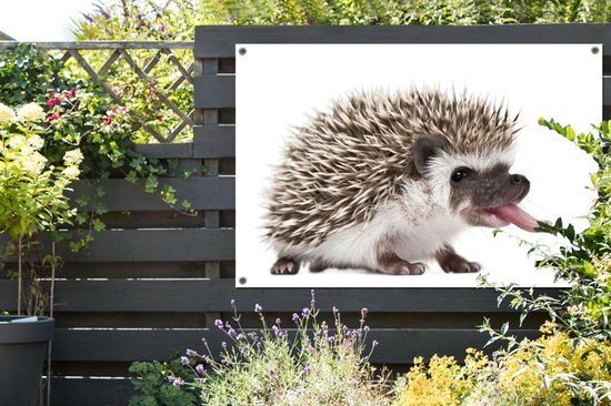 Bébé hérisson bâtons langue dehors affiche de jardin toile lâche 120x80 cm  - toile de