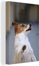 Canvas Schilderij Jack Russel staande op twee poten - 60x90 cm - Wanddecoratie