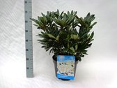 10 stuks | Rhododendron Madame Masson Pot 40-50 cm Extra kwaliteit | Standplaats: Half-schaduw | Latijnse naam: Rhododendron Madame Masson