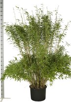 10 stuks | Fargesia 'Jumbo' Pot 175-200 cm - Groeit breed uit - Snelle groeier - Zeer winterhard