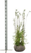 10 stuks | Fargesia jiuzhaigou Kluit 80-100 cm - Groeit breed uit - Prachtige herfstkleur - Snelle groeier - Zeer winterhard