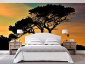 Professioneel Fotobehang Bomen tijdens zonsondergang - oranje - Sticky Decoration - fotobehang - decoratie - woonaccesoires - inclusief gratis hobbymesje - 325 cm breed x 220 cm hoog - in 7 v