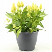 Bloem van Botanicly – Celosia argentea Kelos Fire – Hoogte: 40 cm