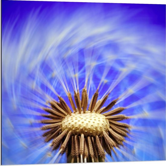 Dibond - Waaiende Paardenbloem - 80x80cm Foto op Aluminium (Met Ophangsysteem)