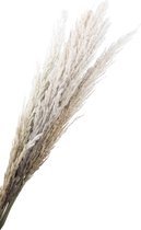 Gedroogd Pampas Gras - Naturel - 8 Stuks (111 cm.)