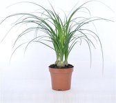 Plantjescoren.nl Beaucarnea recurvata nolina (3 per pot) Pot Ø 12 cm