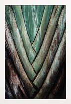 JUNIQE - Poster in houten lijst Travellers Palm -40x60 /Groen &