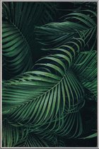 JUNIQE - Poster met kunststof lijst Feathered Palm -60x90 /Groen