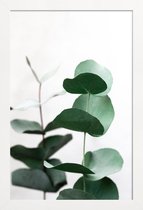 JUNIQE - Poster in houten lijst Eucalyptus 5 -40x60 /Groen & Wit