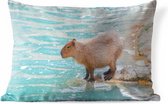 Sierkussen Capibara voor buiten - Een Capibara staat bij het water in zacht zonlicht - 50x30 cm - rechthoekig weerbestendig tuinkussen / tuinmeubelkussen van polyester