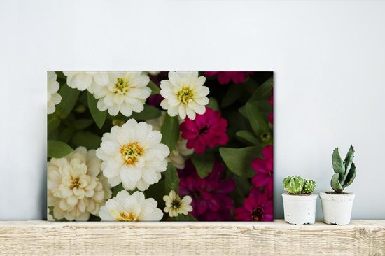 Toile de fleurs de zinnia blanc et violet 30x20 cm - petit - Tirage photo sur toile (décoration murale salon / chambre)