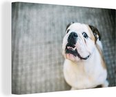 Canvas Schilderij Hond - Bulldog - Wit - 120x80 cm - Wanddecoratie
