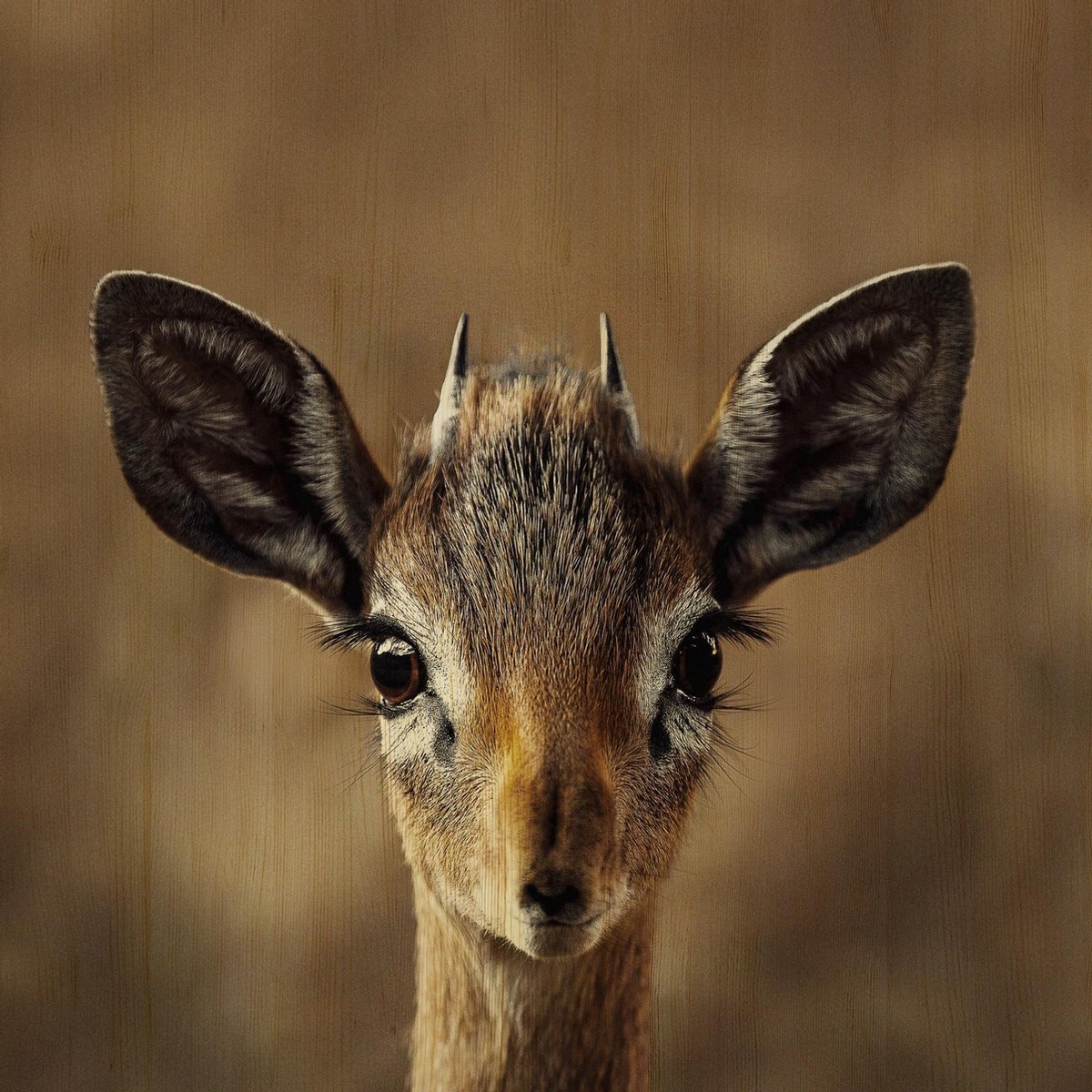 Schilderij - hert - Collectie european wildlife - Hout met leren lussen - 74x74cm
