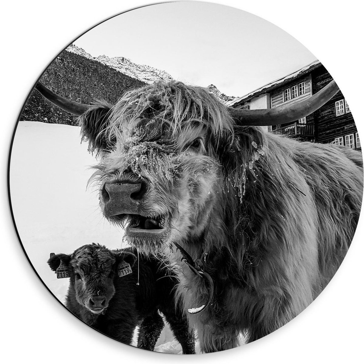 Dibond Wandcirkel - Zwart/Wit Schotse Hooglander met Baby  - 30x30cm Foto op Aluminium Wandcirkel (met ophangsysteem)