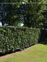 Laurier Prunus Herbergii 100-120 cm, 8x Haagplant