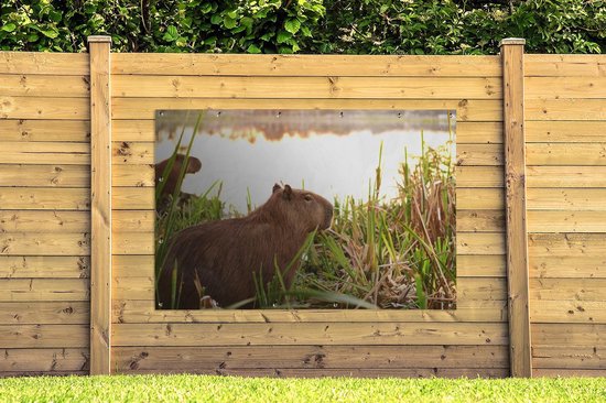 Décoration murale Un Capybara entre les grands roseaux - 180x120 cm - Poster jardin - Toile jardin - Poster extérieur