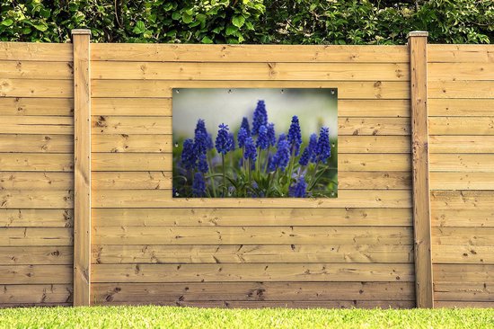 Petite affiche de jardin jacinthes de raisin 120x80 cm - Toile de jardin / Toile d'extérieur / Peintures d'extérieur (décoration de jardin)