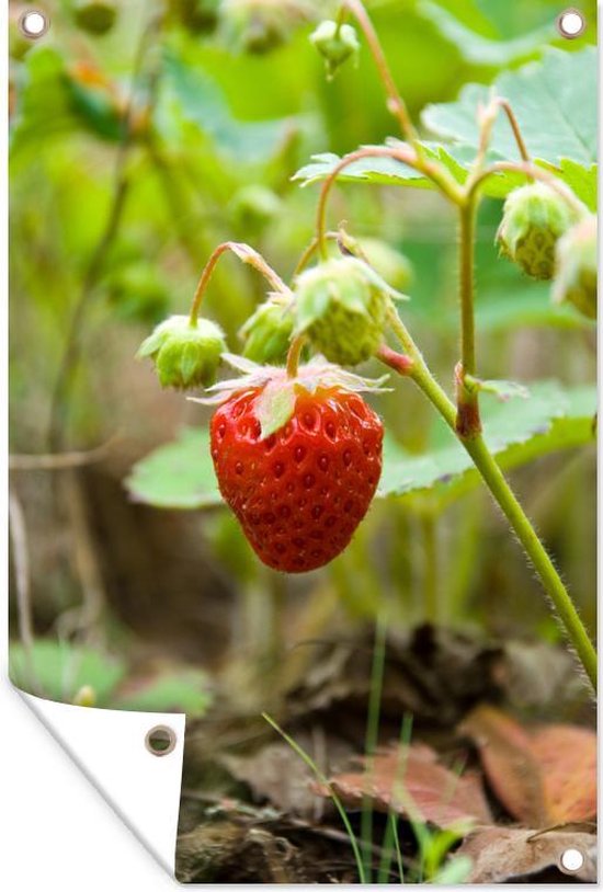 Tuinposter - Tuindoek - Tuinposters buiten - Aardbei - Plant - Fruit - 80x120 cm - Tuin