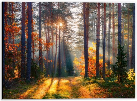 Dibond - Stralen van de Zon door Smalle Bomen in Herfstbos - 40x30cm Foto op Aluminium (Wanddecoratie van metaal)