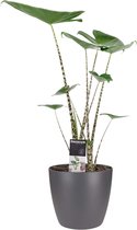 Alocasia Zebrina | Prachtige en leuke Alocasia Zebrina incl. mooie design pot | Je eigen tropische plant in huis | Heerlijk jungle gevoel | Olifantsoor | Alocasia Zebrina | Ø 19 cm - Hoogte 7