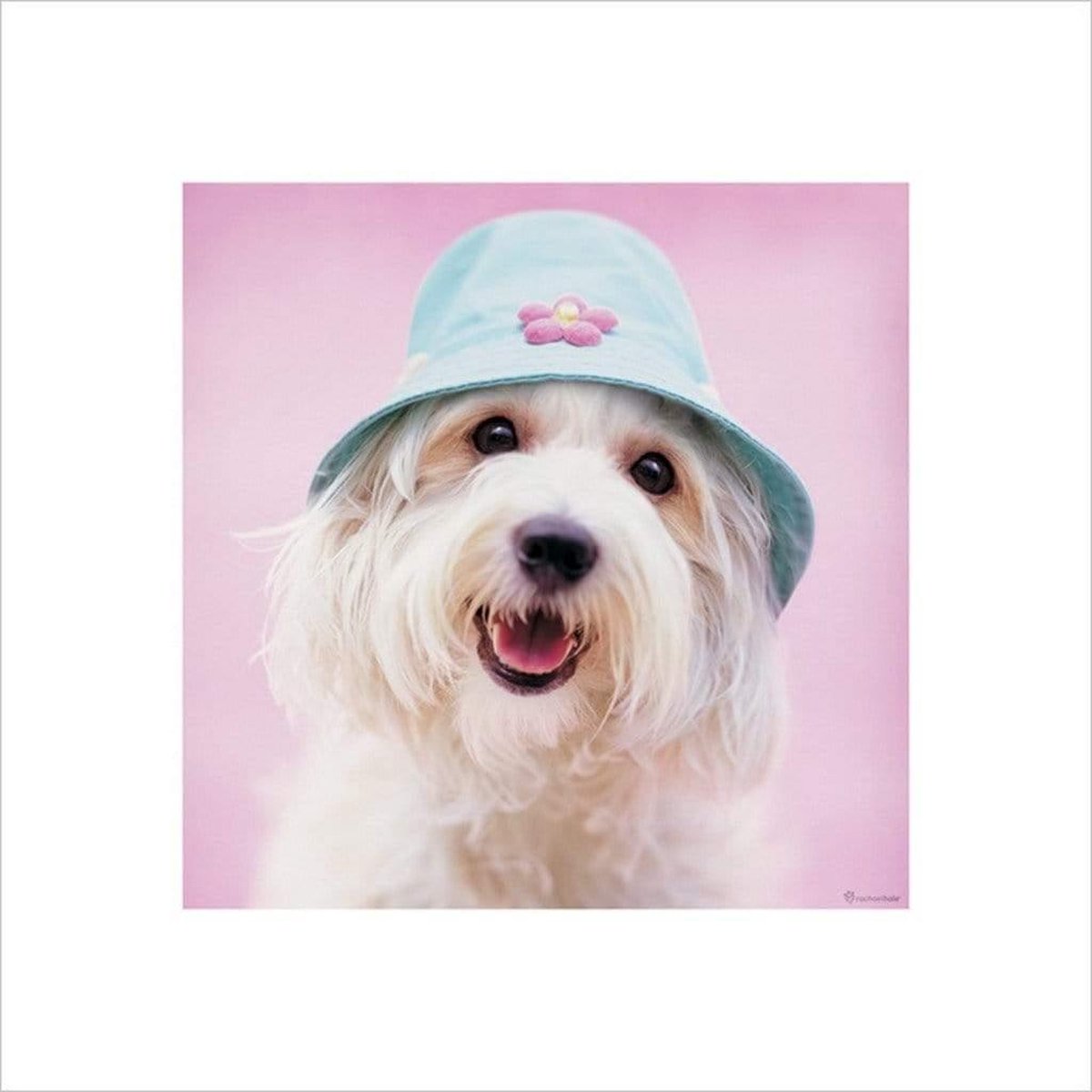 Pyramid Poster - Rachael Hale Cindy - 40 X 40 Cm - Multicolor Divers