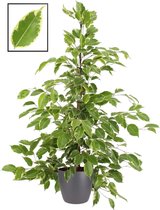 FloraExpert - Ficus - 105 Cm - Ø 22