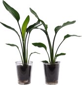 Mama's Planten - Duo Strelizia Reginea In Vaasglas - Vers Van De Kweker- ↨ 35cm - ⌀ 12cm